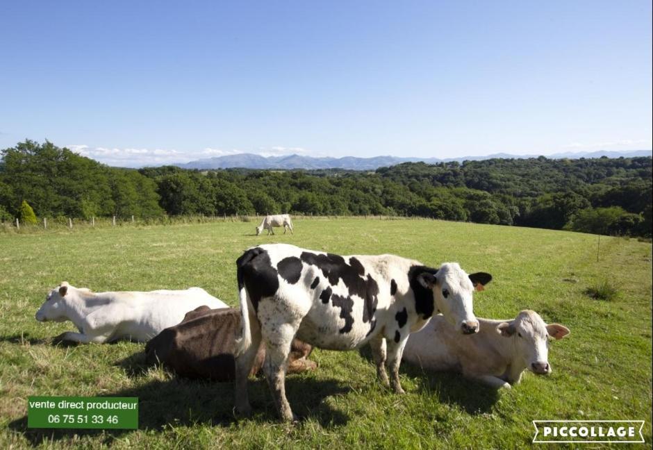 Apartmán Pura Vida # Meuble Plein De Charme Ocean Montagne Villefranque Exteriér fotografie